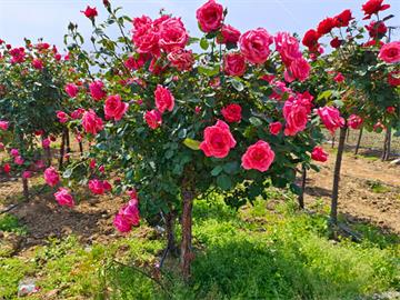 玫瑰海棠的栽培技术要点