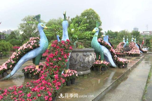 江西南昌天香园走红，有3万余的盆景，是南昌的“花卉之源”(图4)