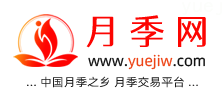 中国上海龙凤419，月季品种介绍和养护知识分享专业网站(图1)