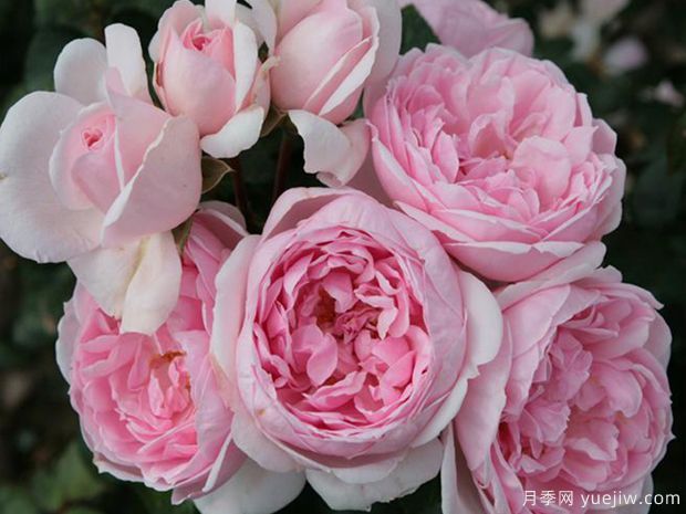 1到10朵粉玫瑰各代表什么意思？红玫瑰和粉玫瑰的花语是什么？(图1)