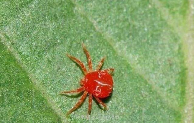 夏季高温红蜘蛛危害达到高峰，怎样有效进行防治？(图2)