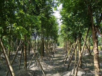 朴树种植和养护的四大注意事项