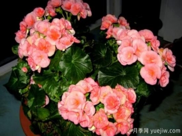 海棠花Zui具特色的6个品种