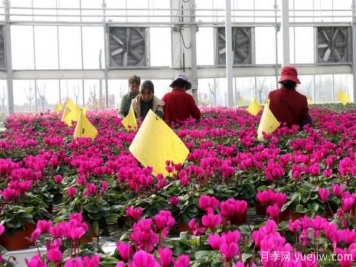 扬州高邮：每天发货30万株，花工厂绽放乡村振兴致富花