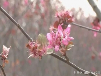 菏泽成武：千亩海棠反季节开花，逆袭深秋成一景
