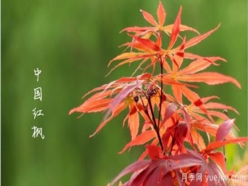 红枫，4个红枫品种是秋日植物里亮丽的风景线