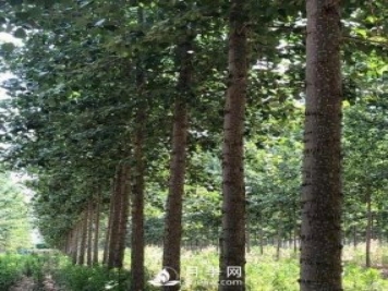 河南周口：培育出不飞絮的杨树新品种
