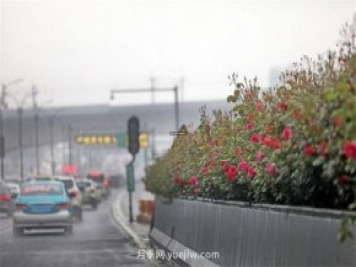 杭州高架月季进入开放期，花开引领杭州月季美景