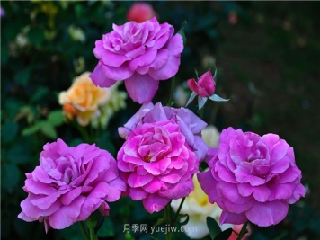 南昌滨江月季园，带你去看天下风流的江西月季花