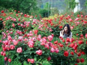 花卉旅游，“花为媒”带动“美丽经济”升级
