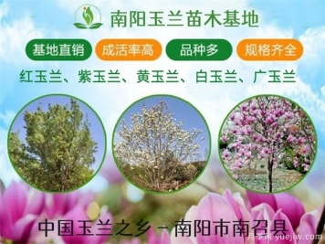 行道树的分类，常见的常绿行道树品种有哪些？