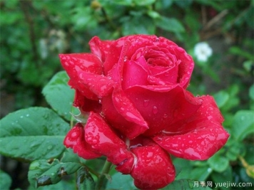 红玫瑰的介绍，花语和栽培养护