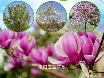 南阳玉兰基地：紫玉兰的园林用途和功效作用