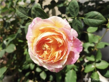 100种玫瑰花的名字，来了解下不同颜色的品种月季