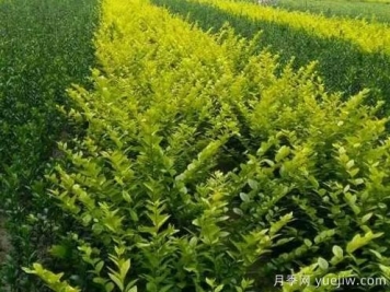 大叶黄杨的养殖护理