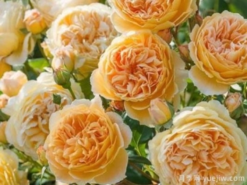 大花香水月季的养护方法，分享10种花香飘满屋