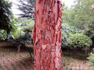 血皮槭的图片特点和种植养护