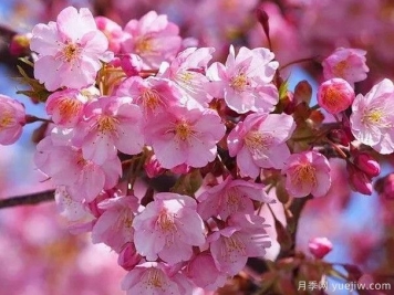 园林绿化中常见的樱花品种主要有哪些？