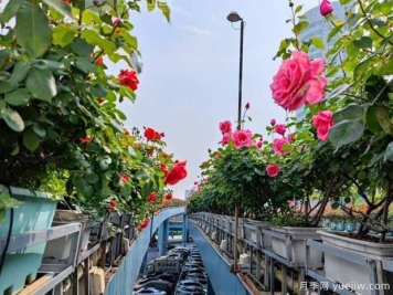 1.2万株月季盛开，南昌八一桥景观花廊拥抱春景