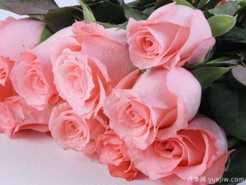 戴安娜玫瑰的花语是什么？有图片的更好？
