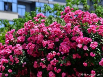 武汉新增多条绝美月季花道，江城处处花海景观