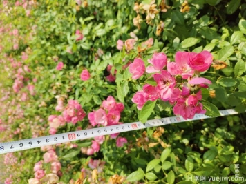 安吉拉月季盆栽苗，60厘米高基地发货