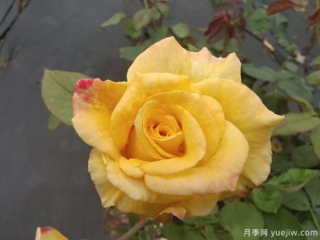 黄玫瑰代表什么意思？黄玫瑰寓意？黄玫瑰的花语是什么？