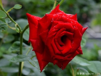 2023年情人节十大玫瑰品种销量榜，卡罗拉位居首位