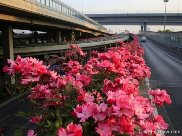 30万株新品种，杭州高架月季会带来什么样的惊喜？