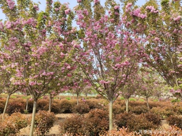 樱花树几年可以开花？日本晚樱开花的观赏价值