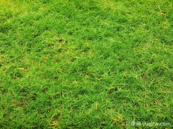 夏季铺草坪发黄干枯，如何提高草皮铺植成活率？