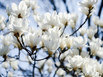 白玉兰是一种具有坚强意志和美丽花朵的植物