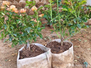 盆栽月季多年不换盆，3个办法也能保持生长旺盛