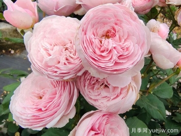 19朵粉色玫瑰花语是什么？