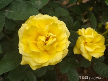 黄玫瑰的花语是什么？黄玫瑰的寓意和象征