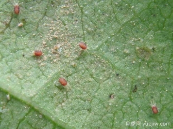 月季常见病虫害之红蜘蛛的习性和防治措施
