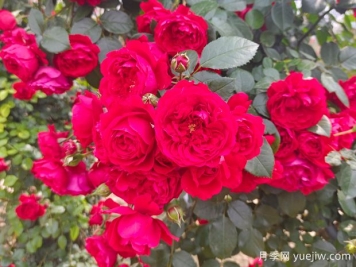 6款红色系的藤本月季品种，适合打造网红花墙