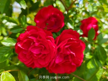月季红木香爆花机器，花艳丽花量大花期长
