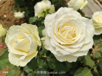 十一朵白玫瑰的花语和寓意