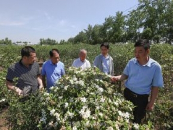 唐河唐栀子，地标农产品成农民增收致富的朝阳产业