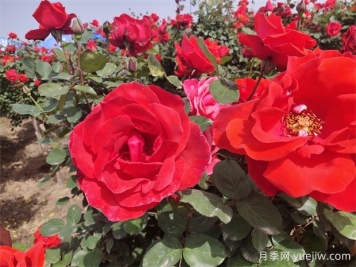 月季、玫瑰、蔷薇分别是什么？如何区别？