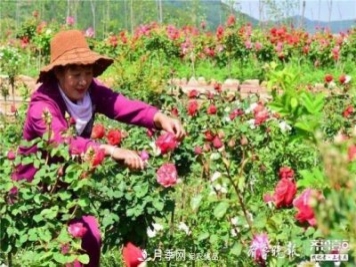 山东淄博沂源60亩月季花竞放，美丽产业助推特色乡村旅游