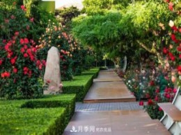 秦皇岛适合养月季花，市花和市树是什么