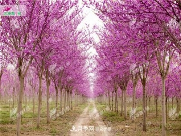 四季春1号，河南鄢陵巨紫荆树为北方城市添彩