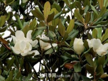 南召广玉兰树种植方法，适合种植在家里吗