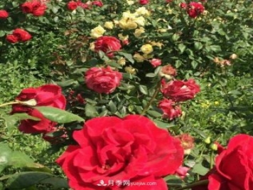 山西运城农民柳庚申建当地精品月季园，种植300多个月季花品种