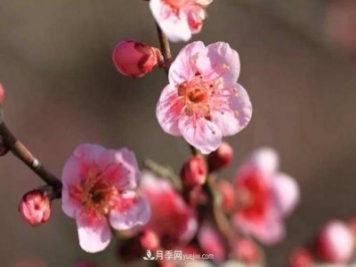 淮北市的市花是什么？月季花的花语寓意