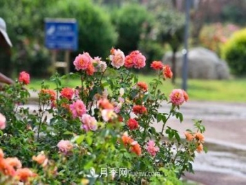200多种月季花，花卉新品种丰富寿光城市园林色彩