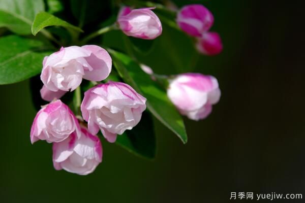 海棠花Zui具特色的6个品种(图2)