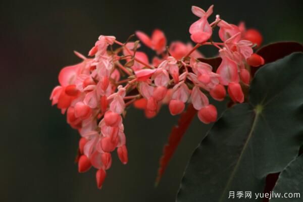 海棠花Zui具特色的6个品种(图3)